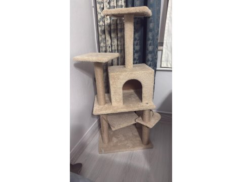 British Shorthair Malzemeleri İle Birlikte