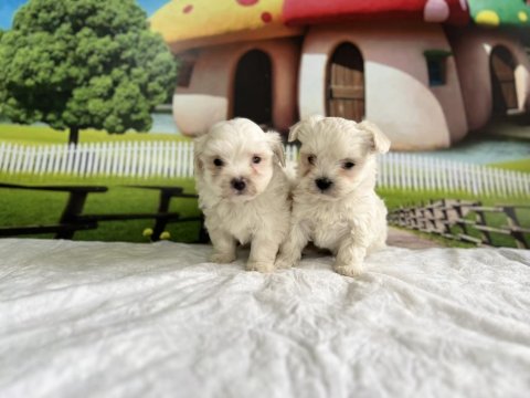 Maltese Yavru Köpekler