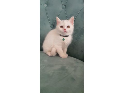 British Shorthair Kedilerimiz