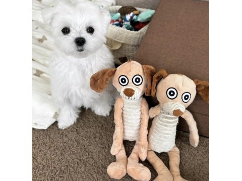 Maltese Terrier Sıfır Numara Ev Doğumlu Yavru Köpeklerim