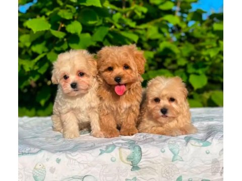 Kahve Renk Toy Poodle Yavrular