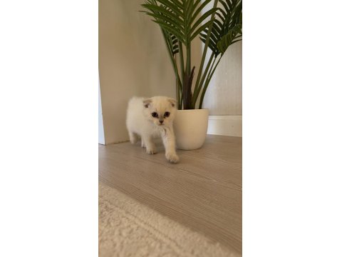 2 Aylık Hazır Yavru Kedilerimiz