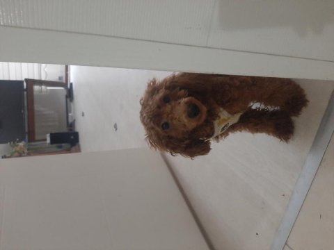 Red Brown Toy Poodle 7 Aylık