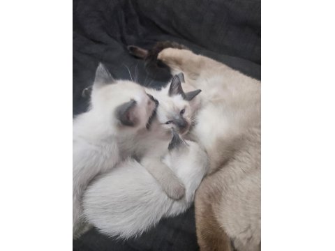 Mükemmel Güzellikte Siyam Kedisi Kızlarım