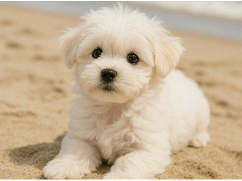 Maltese Terrier Yavrularımız Sağlık Ve Irk Garantili