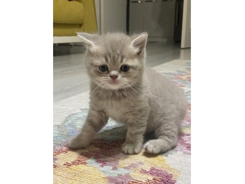 Pek Yakışıklı British Shorthair Oğlumuz