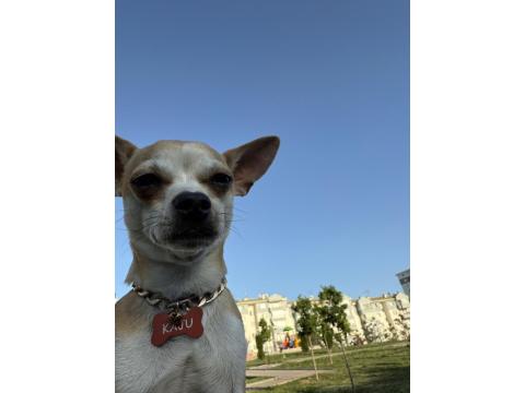 Şivava Oğlumuz Kaju Yeni Yuvasını Arıyor