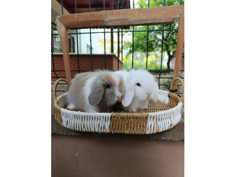35 40 Günlük Hollanda Teddy Lop Tavşan Yavrular