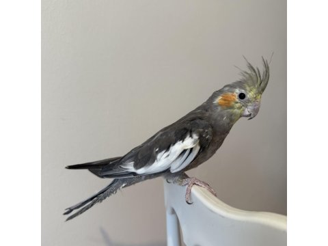 Sultan Papağanı Sahiplendirilecek