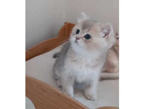 British Shorthair Safkan Kediler