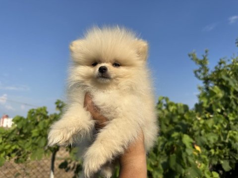 Pomeranian Boo Yavrular
