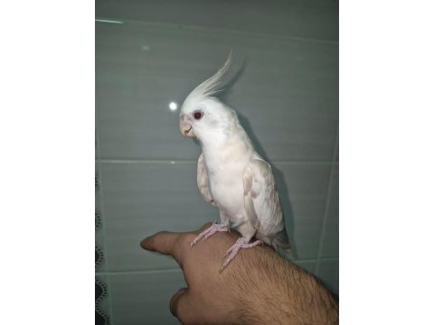 Dişi Jumbo Sultan Papağanı Albino