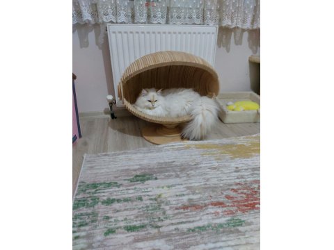 Ücretsiz Sahiplendirme Kediler