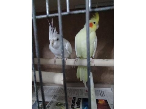 Satılık Sultan Papağanı İster Tek İster Çift