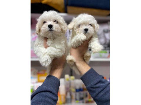 Maltese Terrier Yavrularım Sağlık Ve Irk Garantilidir