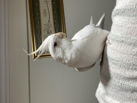 Albino Dişi Sultan Papağanı Evcil Uysal Ele Omuza Geliyor