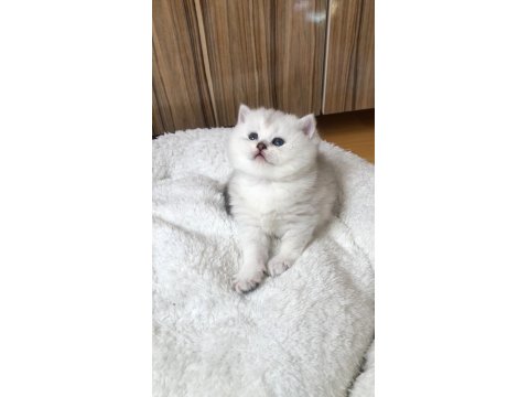 Show Silver Ns11 Dişi British Shorthair Yavrum
