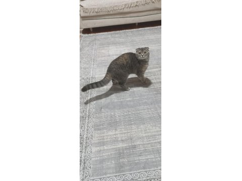 Scottish Fold Yavru