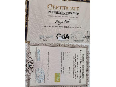 Eşsiz Renkleri Ve Dopdolu Şecereleri İle Safkan Maine Coon Yavrularım