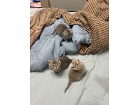 6 Adet Yavru Kedim Var