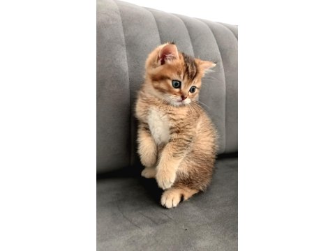Black Golden Ny24 British Shorthair
