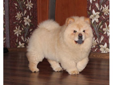 Chow Chow Köpeği Yavrular