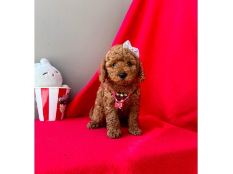 Safkan Toy Poodle Yavruları