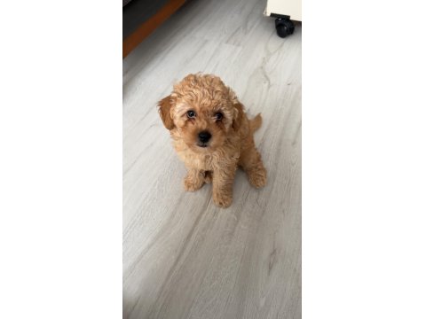 Toy Poodle Güzel Kızım