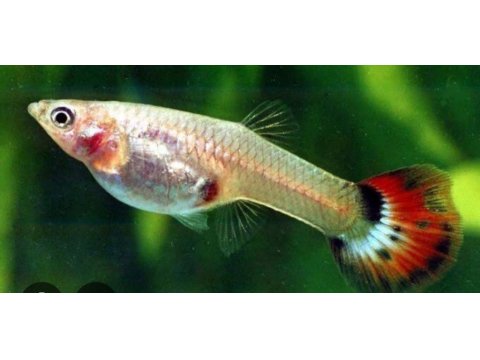 Kalitesi Hamile Papağan Lepsites