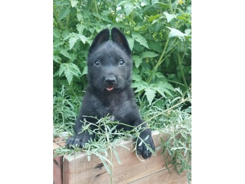 Orjinal Belçika Kurdumuz