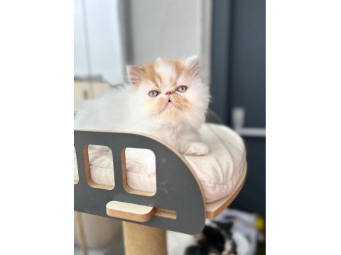 Saf Irk Persian Erkek