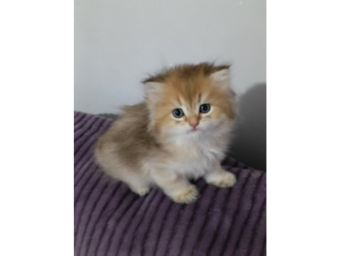 Pofuduk British Longhair Güzellikler