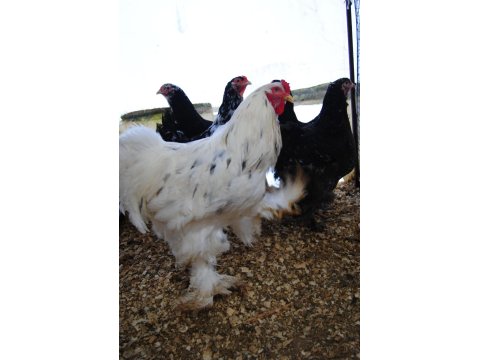 Black Modled Brahma Kuluçkalık Yumurta