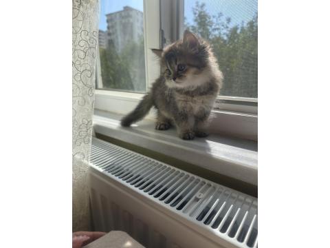 British Longhair 2 Aylık