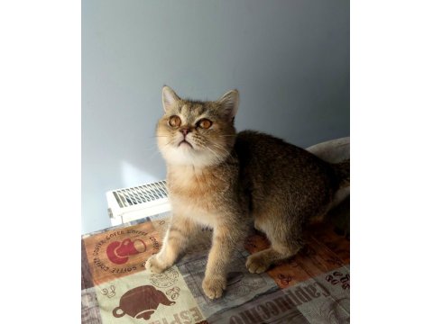 Teslime Hazır British Shorthair Yavrular