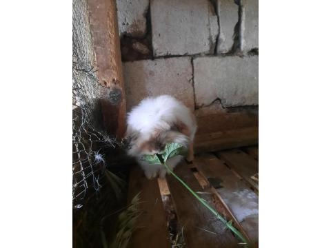 Yeni Doğum Hollanda Lop Tavşanı