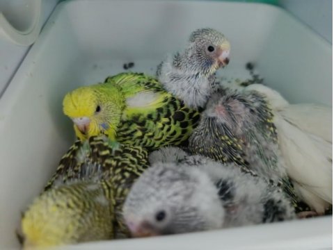 Muhabbet Kuşu Jumbo Yavru