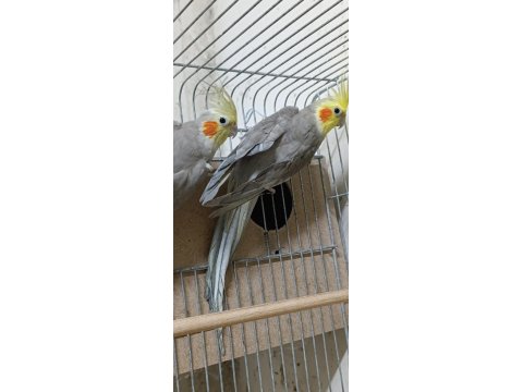 Damızlık Takım Sultan Papağanı