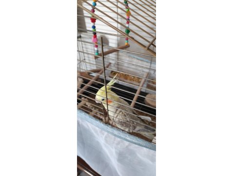 2 Yaşında Erkek Sultan Papağanı