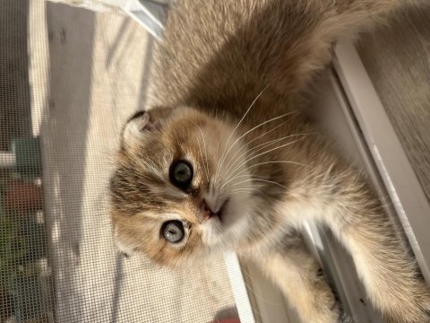 Scottish Fold Kedimiz 2 Aylık