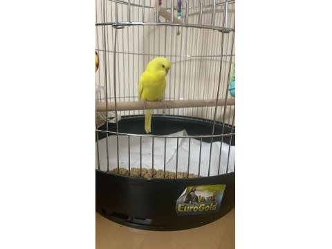 Konuşturmak İçin Tam Zamanı Muhabbet Kuşu