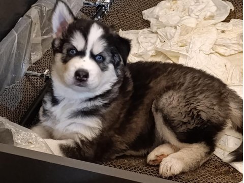 40 Günlük Husky Yavruları