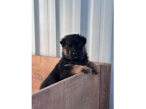 Safkan Alman Kurdu Yavruları