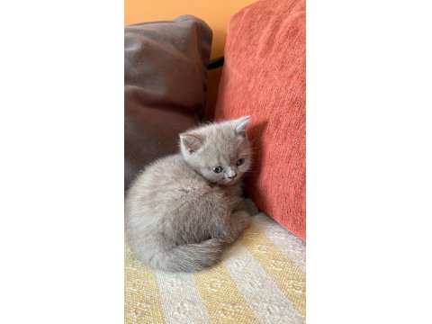 Bir Buçuk Aylık Babaları Şecereli Yavru Kediler