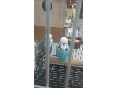 Şov Jumbo Muhabbet Kuşları