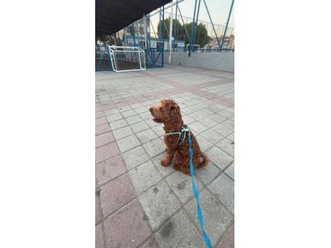 7.5 Aylik Maltipoo Yavrumuz