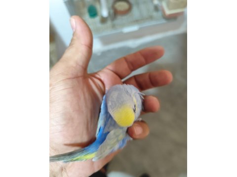 Boncuk Muhabbet Kuşu Kardeşler 25/30 Günlük