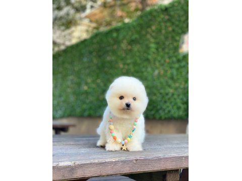 0-3 Aylık Pomeranian Yavrular