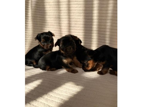 Teacup Yorkshire Terrier Ev Doğumlu Yavrular