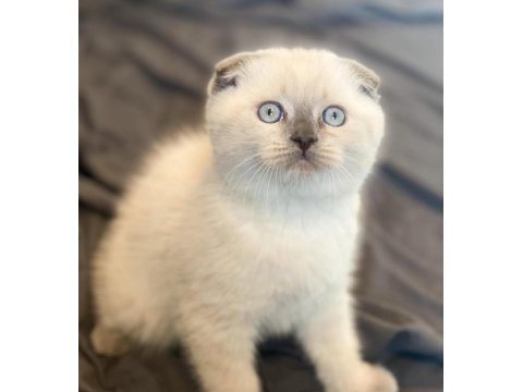 Şık Bluepoint Scottish Fold Shorthair Yavrumuz